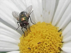mosca macro mosca macro