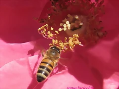 aveja macro aveja macro