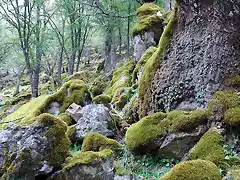 SIERRA DE S. ANDRES (105)