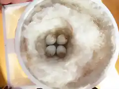 Jilgueros_puesta 1_huevos