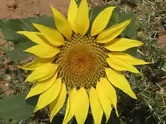 girasol1