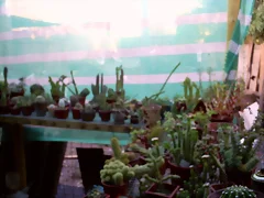 mi cactario c mi cactario c