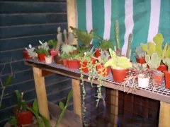 mi cactrio d mi cactrio d