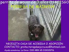 perrita 3 aos MAIRENA