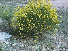 retama