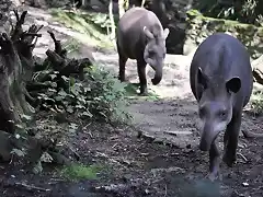 TAPIR AMAZONICO