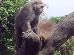 Macaca cyclopis Macaca cyclopis