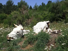 P8110020 P8110020