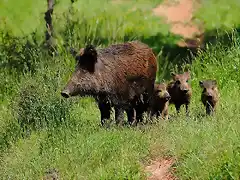 GORGONIO Y SUS RAYONES