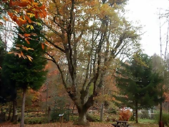 DSCN1253 DSCN1253