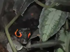 ESCINCO COCODRILO DE OJOS ROJOS