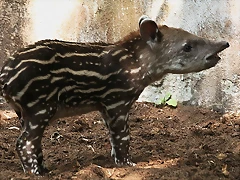 Zoo de Barcelona 03-08-2010 030 Zoo de Barcelona 03-08-2010 030