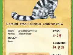 gato andino