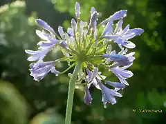 23, flores azules, marca2