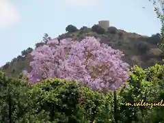 11, la jacaranda y la torre, marca