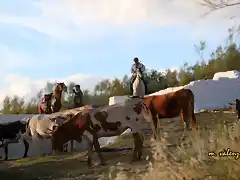 vaqueros en la fuente del rosal , marca