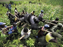 gorila-congo