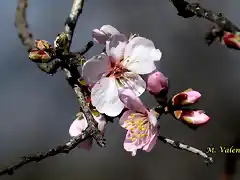 20, flor del almendro, marca