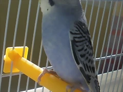 violeta 10-10-10 (1)