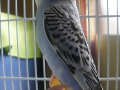 violeta 10-10-10 (4)