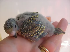 3 pollo 10-9-10
