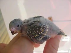 4 pollo 10-9-10