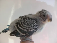 1 pollo 10-9-10