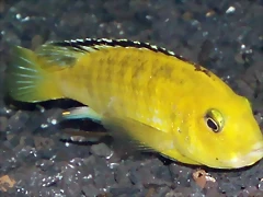 Labidochromis caeruleus Labidochromis caeruleus