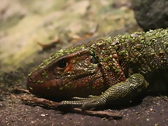 Zoo Lunaret + Sigean 18 i 19-09-10 829 Zoo Lunaret + Sigean 18 i 19-09-10 829