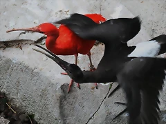Zoo Lunaret + Sigean 18 i 19-09-10 911 Zoo Lunaret + Sigean 18 i 19-09-10 911
