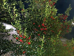 DSCN7252 DSCN7252