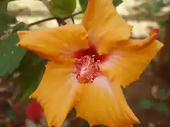 13.- Hibiscus rosa-sinensis- Paco Pérez