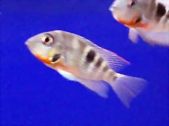 Thorichthys meeki Thorichthys meeki
