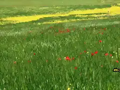 02, amapolas en campos de cebeda, marca