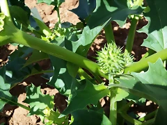 20150815_131930 20150815_131930
