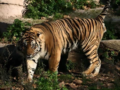 Zoo de Barcelona 04-12-2010 840 Zoo de Barcelona 04-12-2010 840