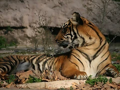 Zoo de Barcelona 04-12-2010 855 Zoo de Barcelona 04-12-2010 855