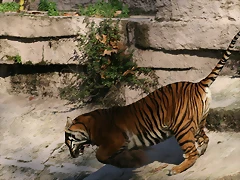 Zoo de Barcelona 04-12-2010 877 Zoo de Barcelona 04-12-2010 877