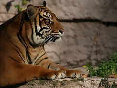 Zoo de Barcelona 04-12-2010 903 Zoo de Barcelona 04-12-2010 903