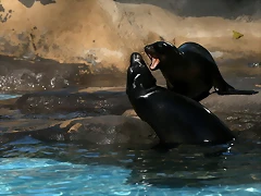 Zoo de Barcelona 04-12-2010 628 Zoo de Barcelona 04-12-2010 628