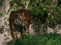 Zoo de Barcelona 04-12-2010 885 Zoo de Barcelona 04-12-2010 885