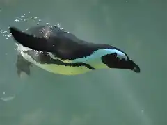 PINGUINO DE EL CABO 2