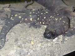 Heloderma horridum exasperatum