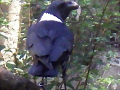 Corvus albicollis 2 (21-8-11 Berlin Zoo-Aquarium)