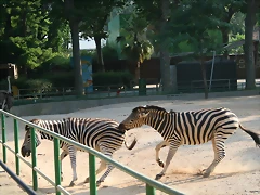 Zoo de Barcelona 05-07-2010 124 Zoo de Barcelona 05-07-2010 124