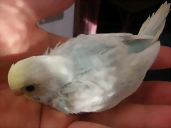 3 pollo  29-11-11