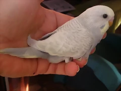 1  pollo 29-11-11