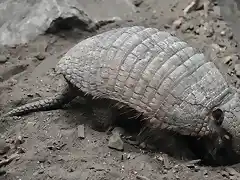 ARMADILLO PELUDO