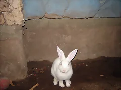 CONEJO