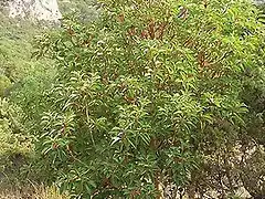 Arbutus andrachne (3)